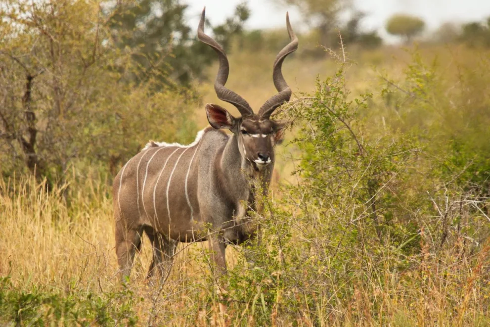 Ein Kudu in der Savanne des Bwabwata Nationalparks.