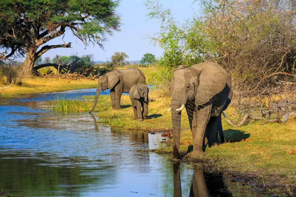 Elefanten am Fluss im Bwabwata Nationalpark.