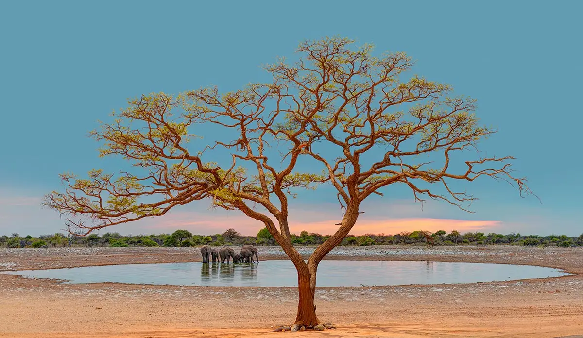 Elefanten am Wasserloch im Etosha Nationalpark.
