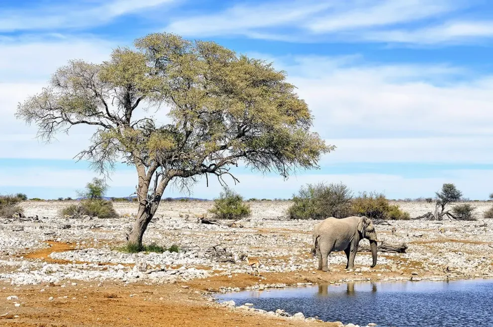 Elefanten trinken an einem Wasserloch im Etosha-Nationalpark