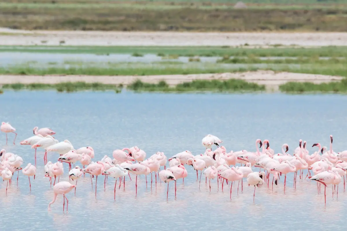 Flamingos in der Salzpfanne des Etosha Nationalparks.