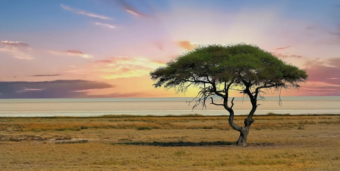 Baum vor einem Sonnenuntergang im Etosha Nationalpark.
