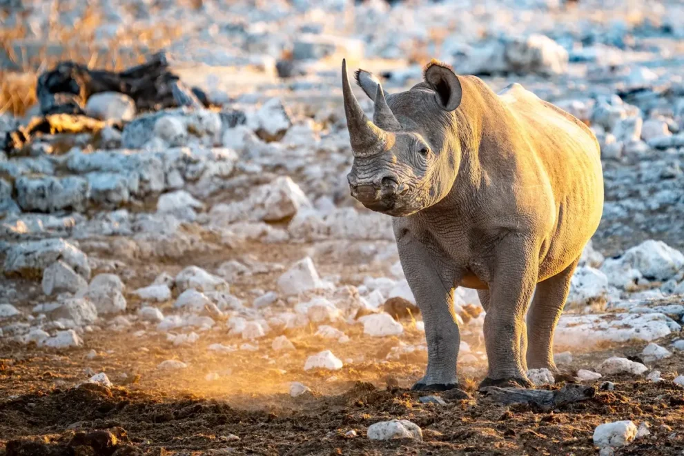 Ein Nashorn im Etosha Nationalpark.