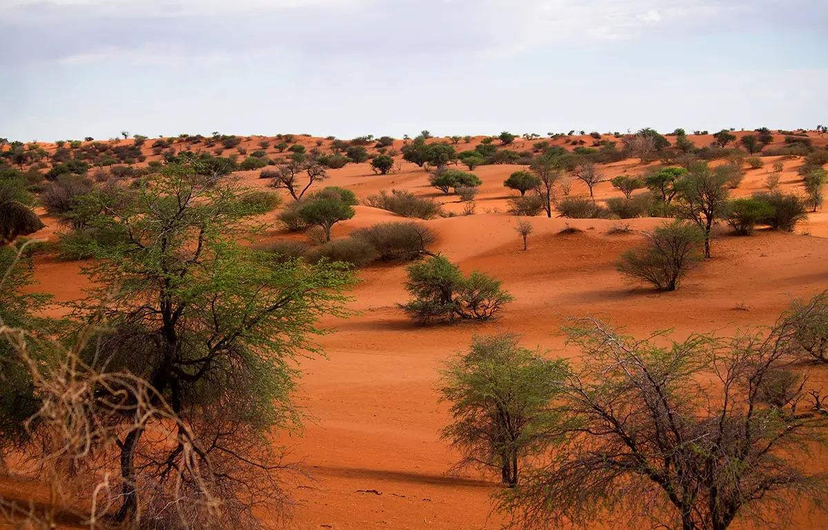 Einzelne Bäume in einer roten Sandlandschaft in der Kalahari Wüste.