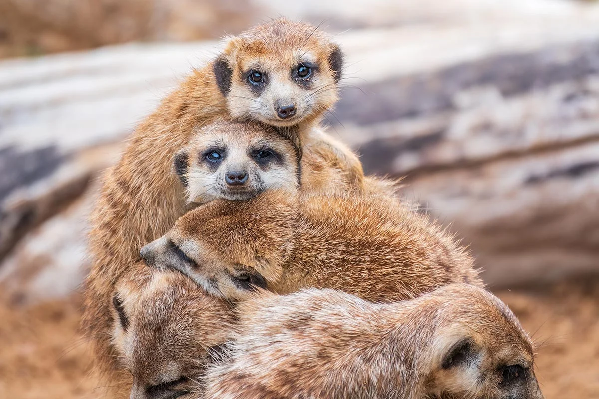 Erdmännchen in der Kalahari Wüste.
