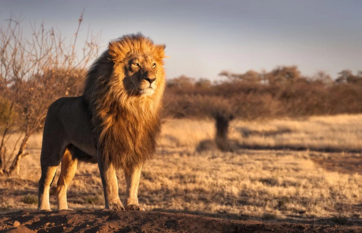 Ein einzelner großer Löwe in der kargen Landschaft der Kalahari Wüste.