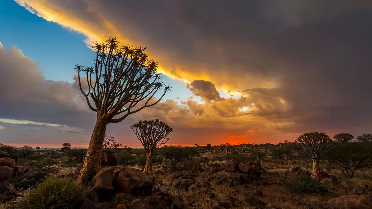 Kalahari Wüste mit einzelnen Bäumen.