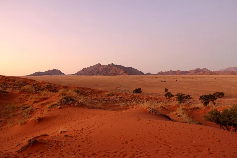 Rote Sanddünen in der Kalahari Wüste.