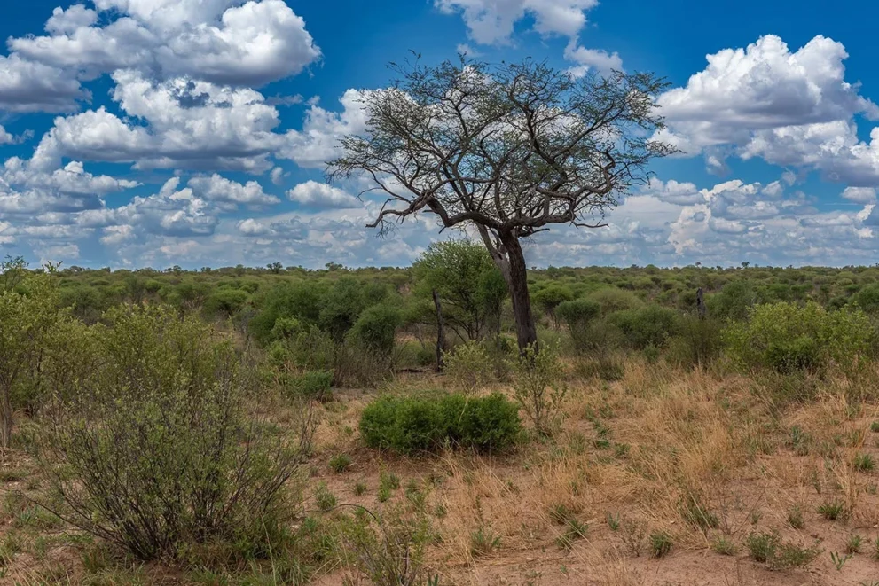 Kahler Baum im Khaudum Nationalpark.
