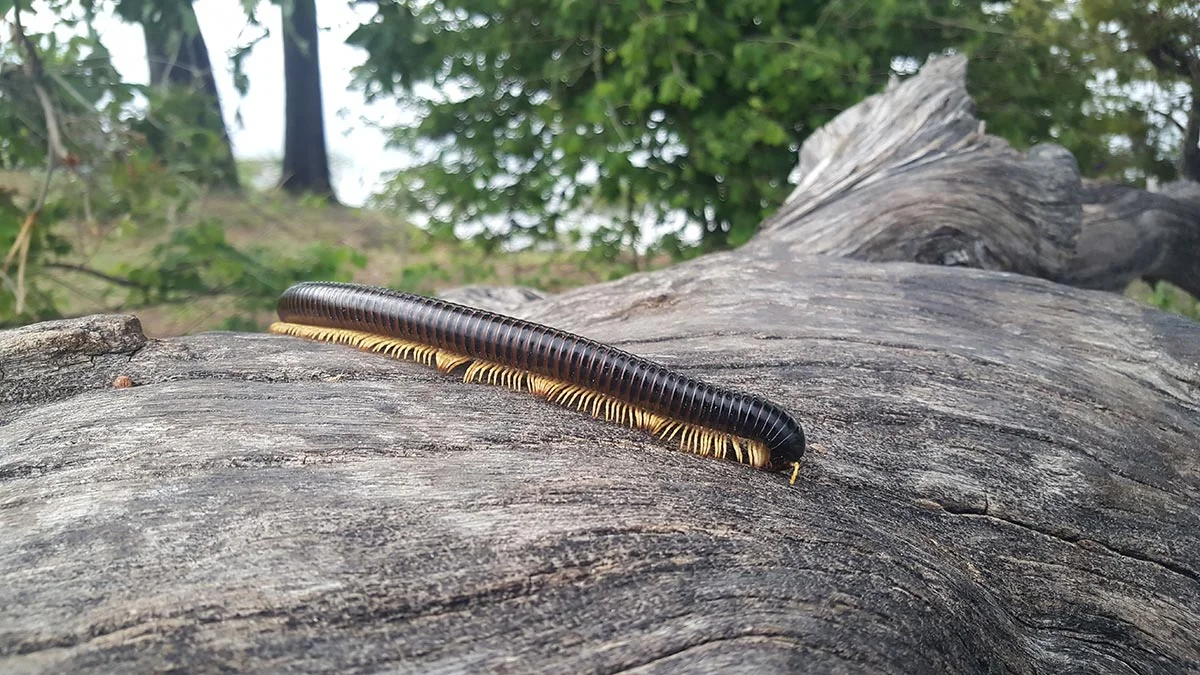 Ein afrikanischer Tausendfüßler im Mudumu Nationalpark.