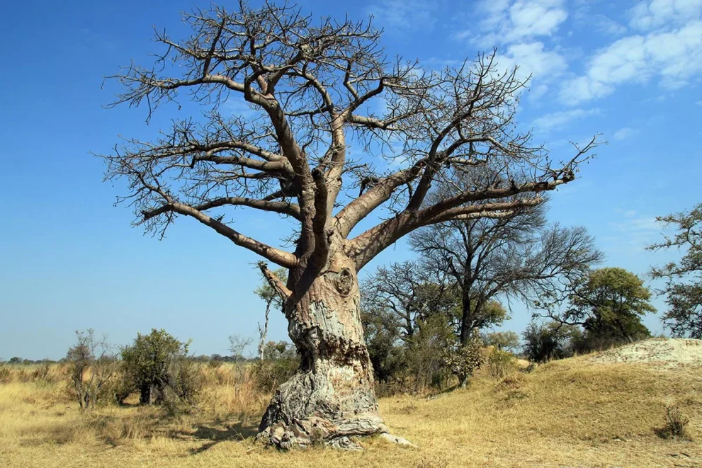 Ein kahler Baobab Baum im Mudumu Nationalpark.