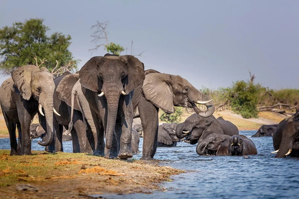 Elefanten im Mudumu Nationalpark.