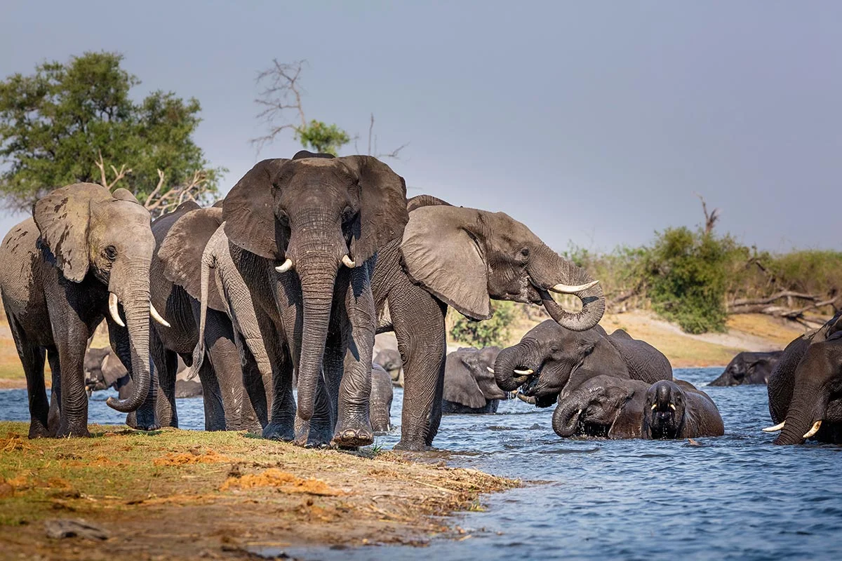 Elefanten im Mudumu Nationalpark.