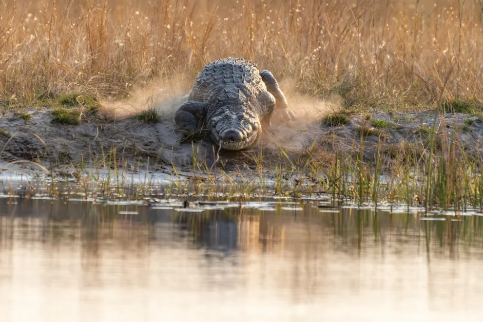 Ein Krokodil im Mudumu Nationalpark.