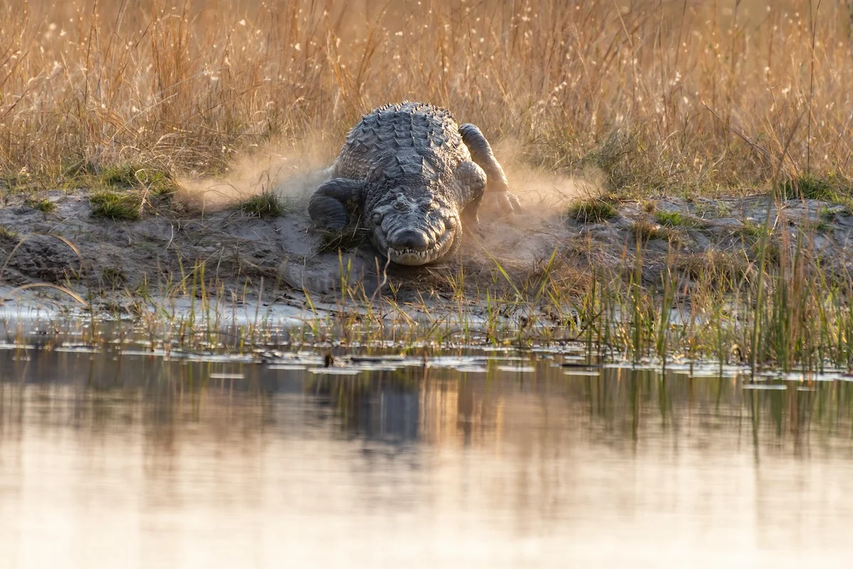 Ein Krokodil im Mudumu Nationalpark.