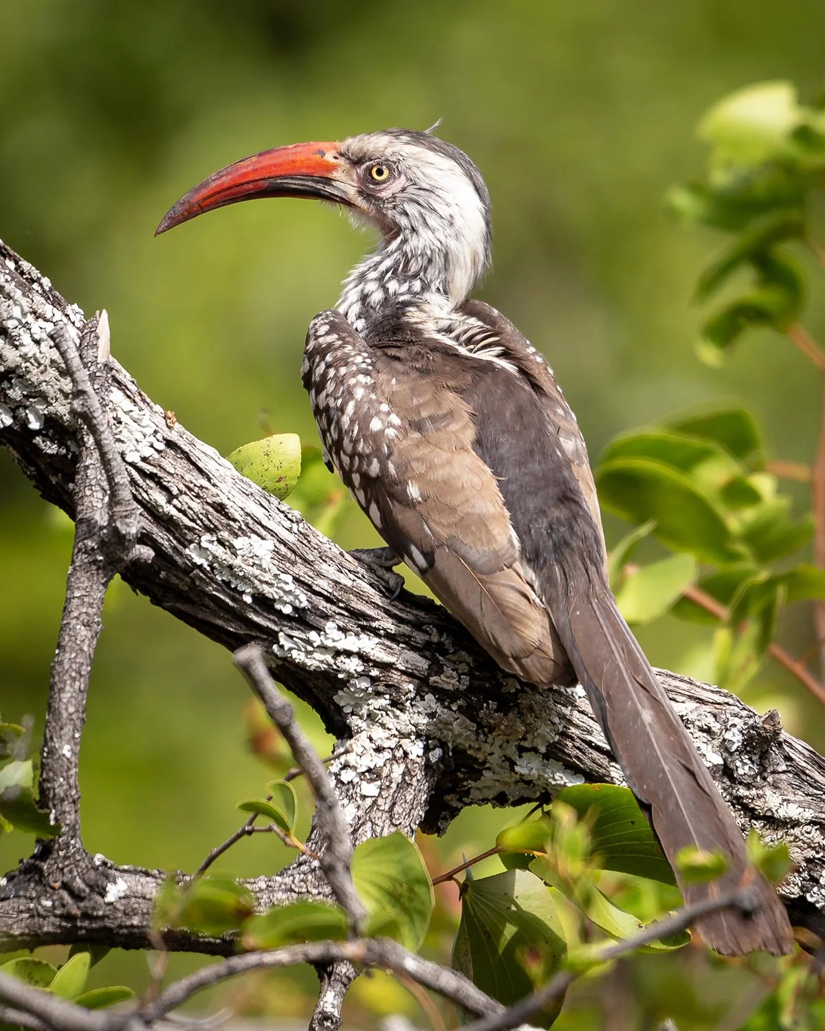 Ein Rotringtoko-Vogel im Mudumu Nationalpark.