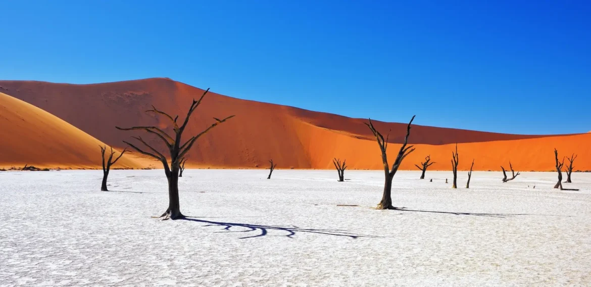 Eine Salzpfanne mit Kameldornbäumen im Vordergrund und roten Dünen im Hintergrund.
