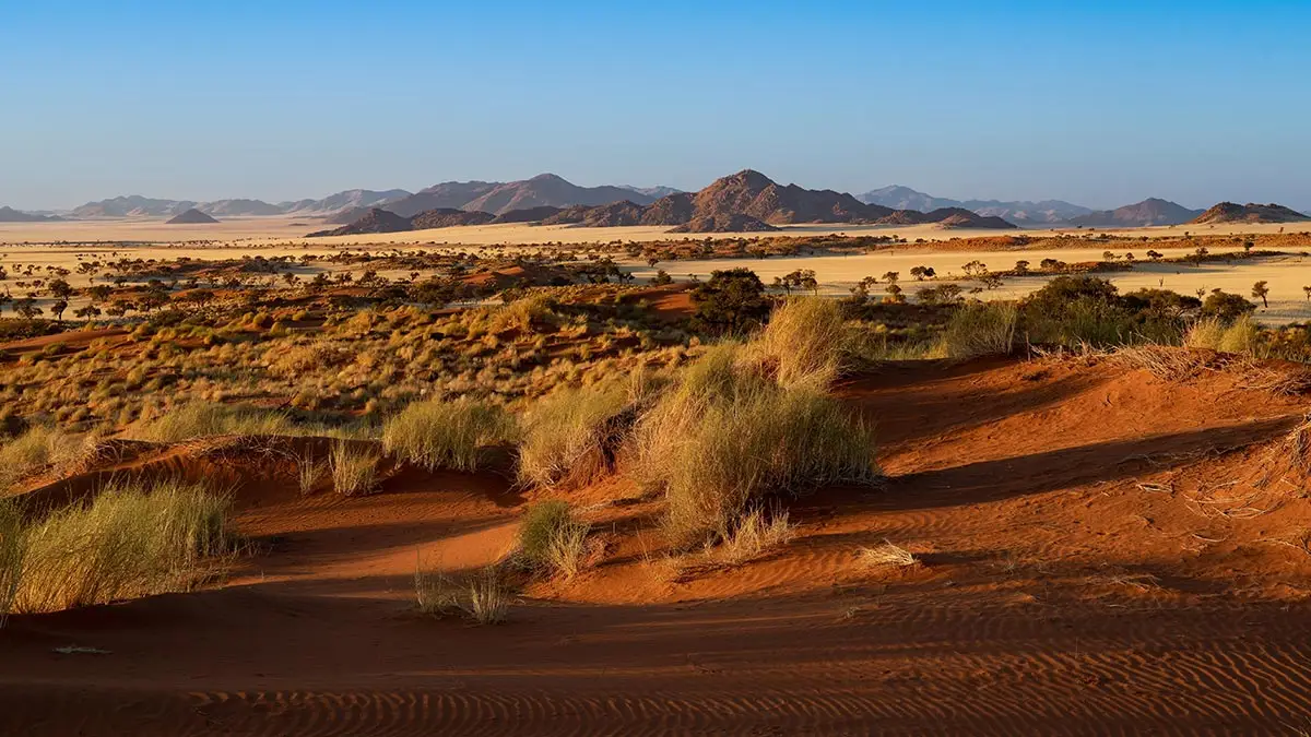 Sanddornenbüsche im Namib-Naukluft Nationalpark.