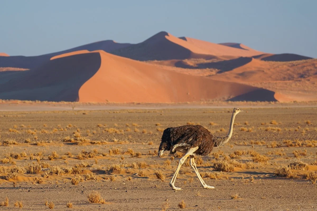 Strauß vor Dünen im Namib-Naukluft Nationalpark.