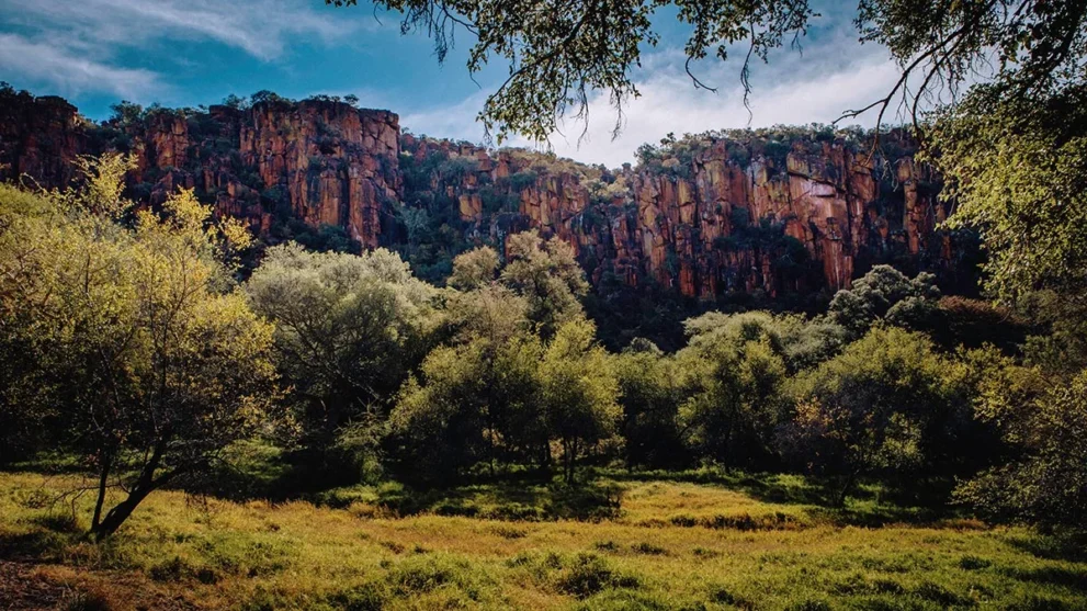 Üppige Vegetation im Waterberg Plateau Nationalpark.