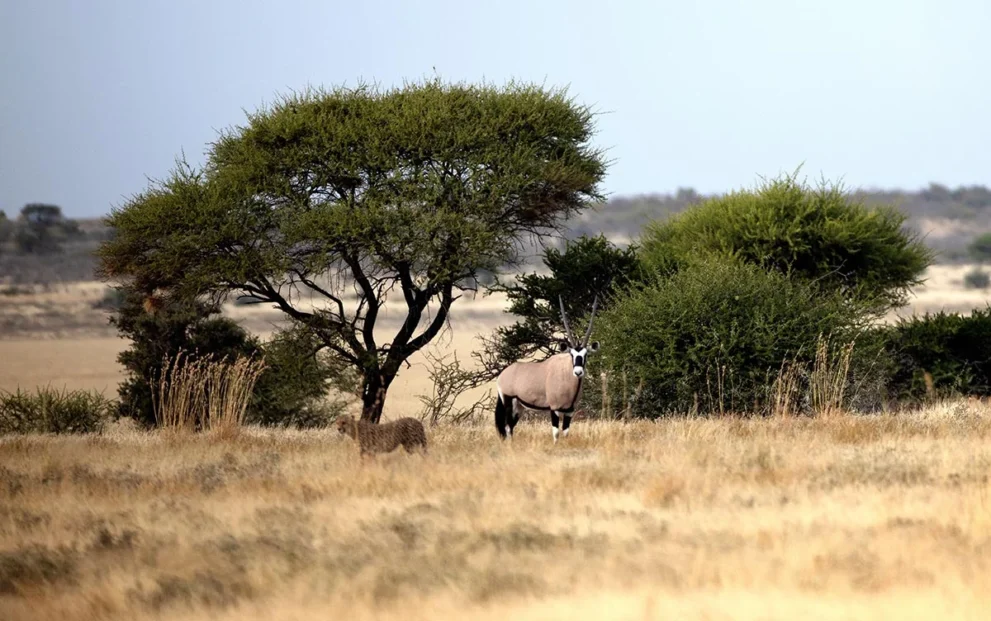 Eine Oryxantilope und ein Gepard unter einer Akazie im Central Kalahari Game Reserve