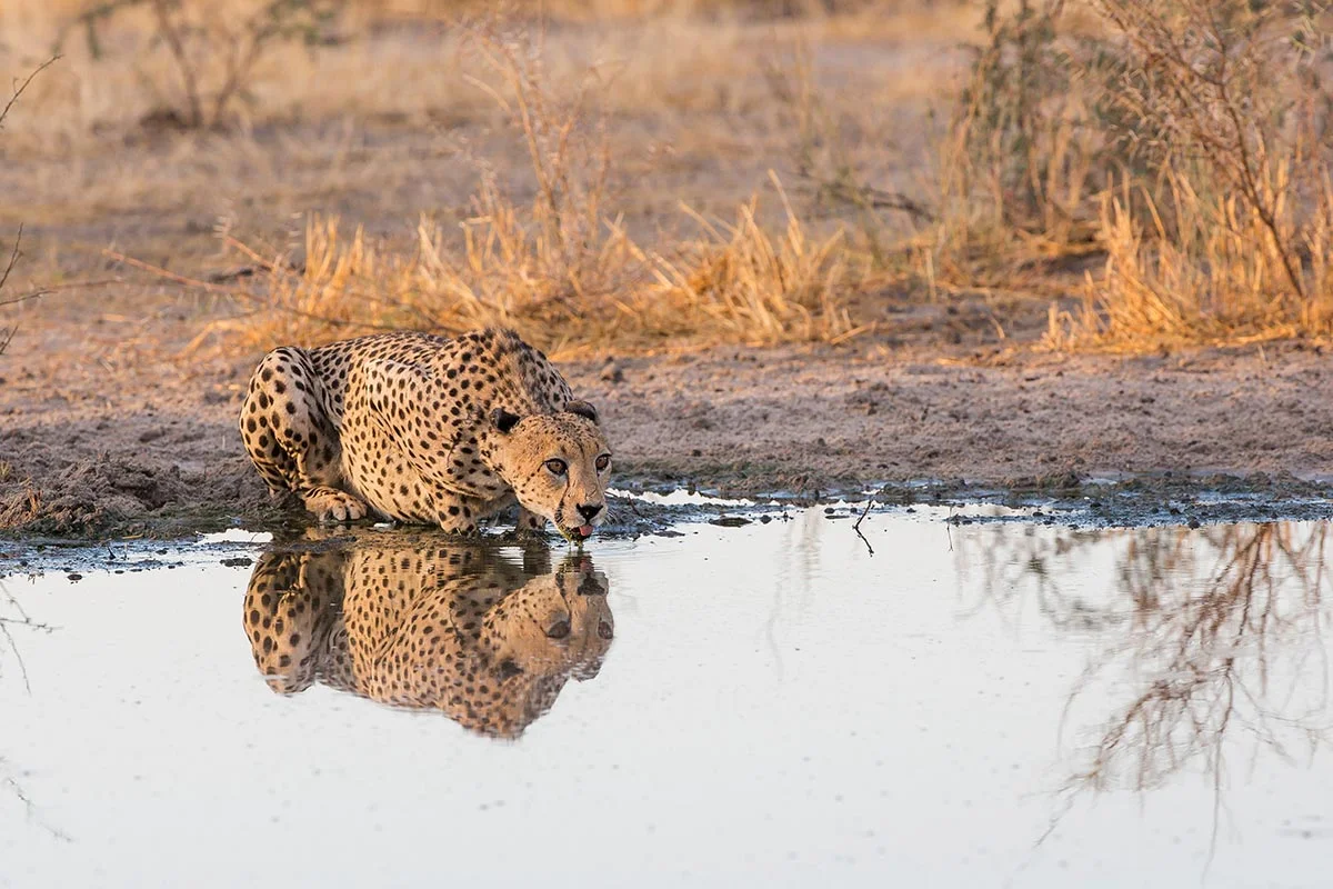 Ein Gepard trinkt an einem Wasserloch im Central Kalahari Game Reserve