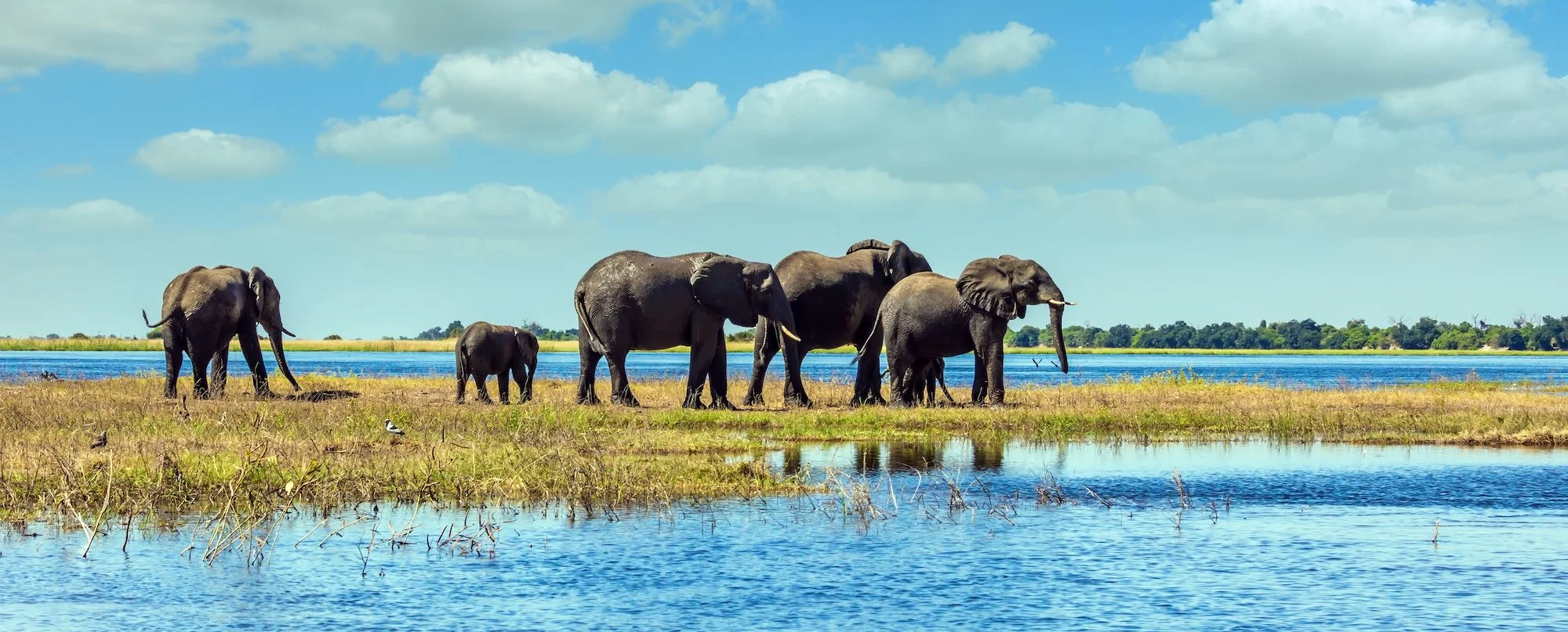 Elefanten am Chobe-Fluss im Chobe Nationalpark.