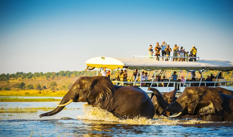 Elefantenbeobachtung im Chobe Nationalpark.