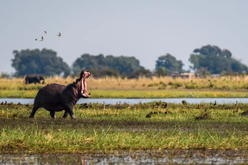 Flusspferd im Chobe Nationalpark.