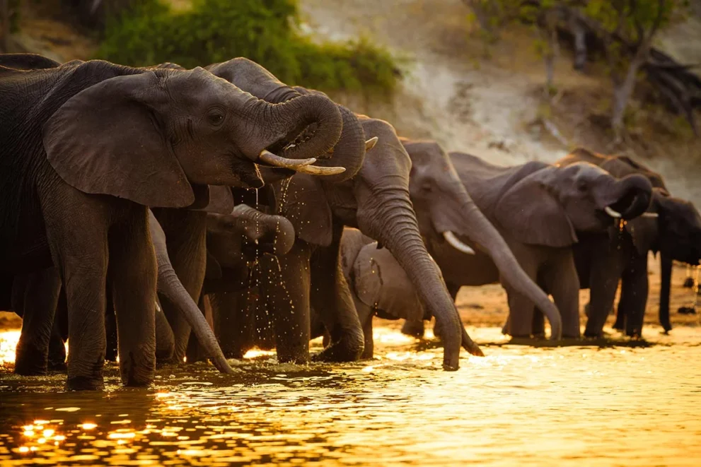 Trinkende Elefanten im Chobe-Nationalpark