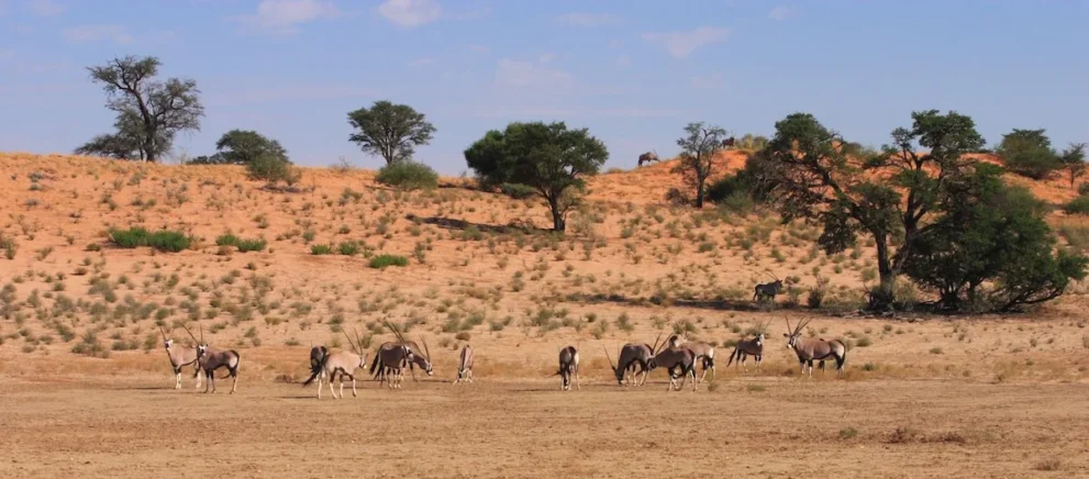 Flussbett im Kgalagadi Transfrontier Nationalpark.