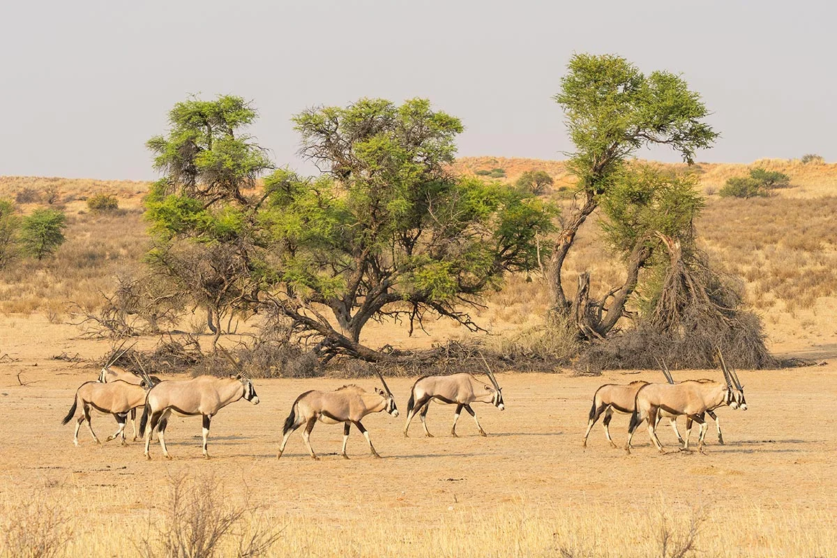 Oryxantilopen im Kgalagadi Transfrontier Nationalpark.