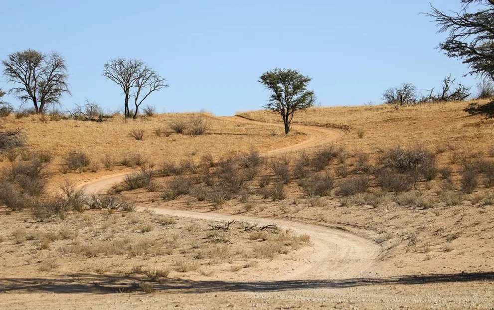 Trockenlandschaft im Kgalagadi Transfrontier Nationalpark.