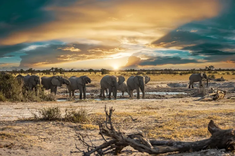 Herde von Elefanten im Khutse Game Reserve.
