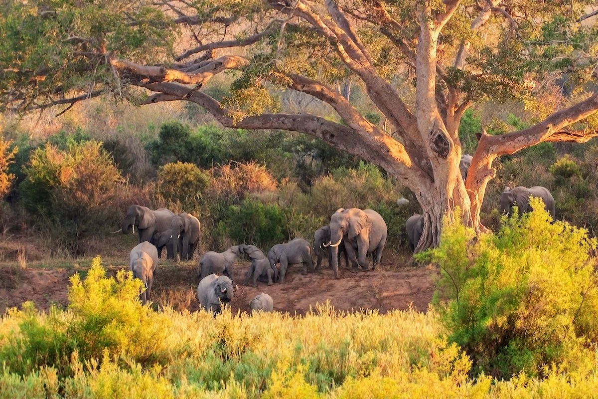 Elefantenfamilie unter einem Baum im Kruger Nationalpark.