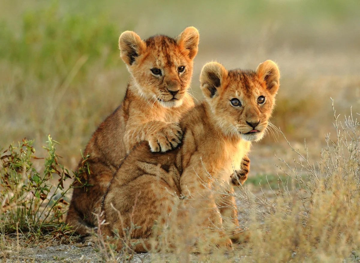 Junge Loewen im Kruger Nationalpark.