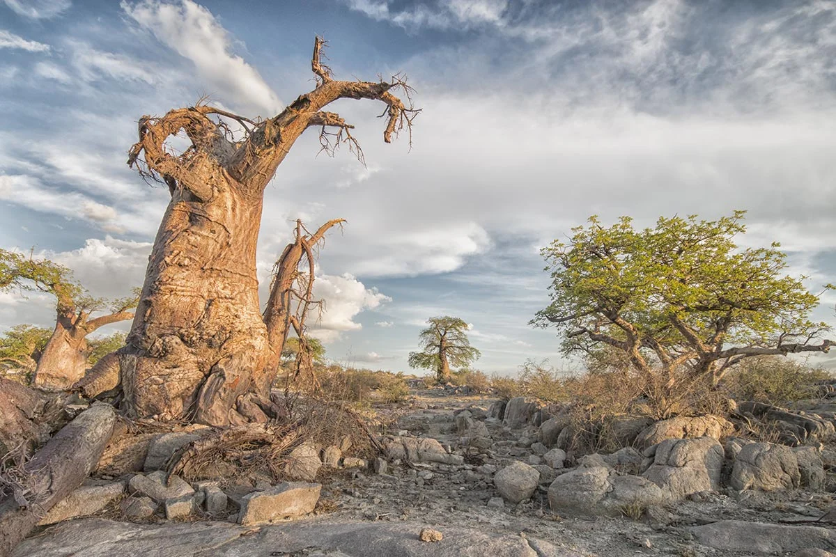 Baobab zwischen Granitblöcken auf Kubu Island am Rand der Sowa-Pfanne