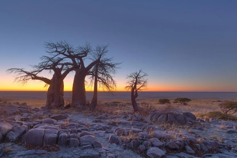 Baobabs auf Kubu Island in der Dämmerung, dahinter die Sowa-Pfanne