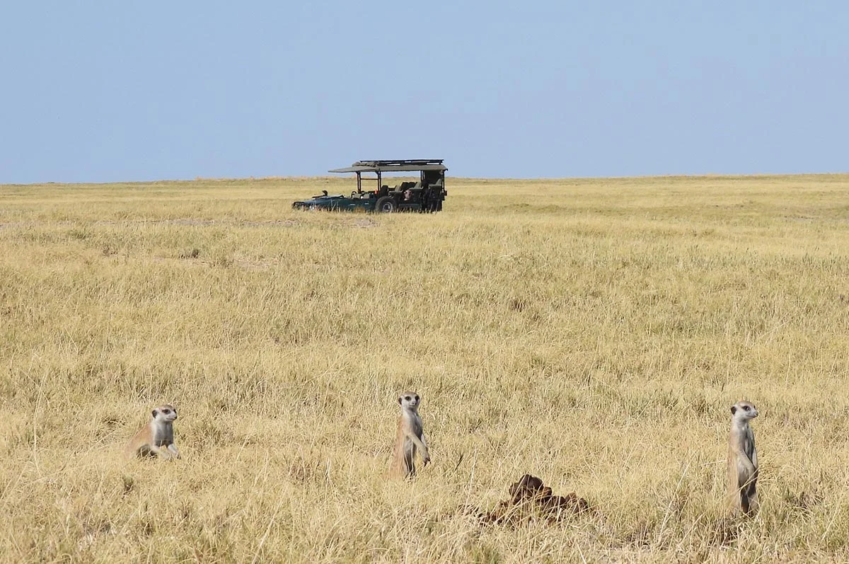 Erdmännchen im Makgadikgadi Pans Nationalparks.