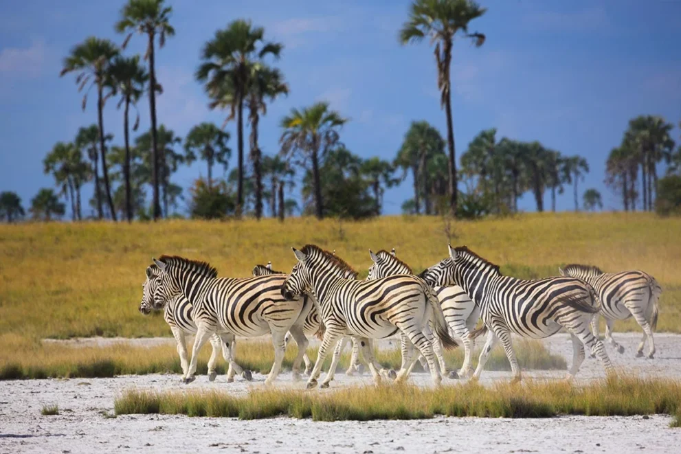 Herde von Zebras im Makgadikgadi Pans Nationalpark.