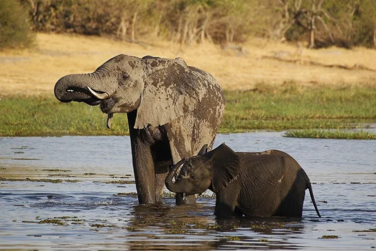Elefanten im Fluss im Moremi Game Reserve.