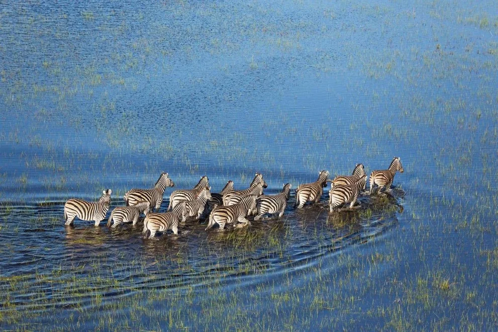 Zebraherde im Moremi Game Reserve.