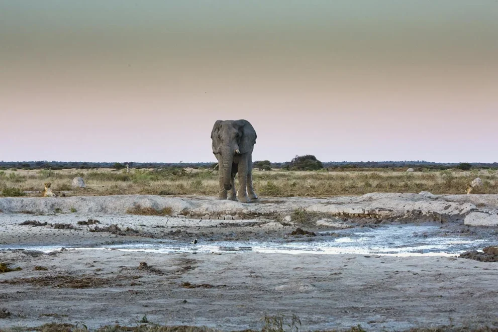 Elefant im Nxai-Pan Nationalpark.