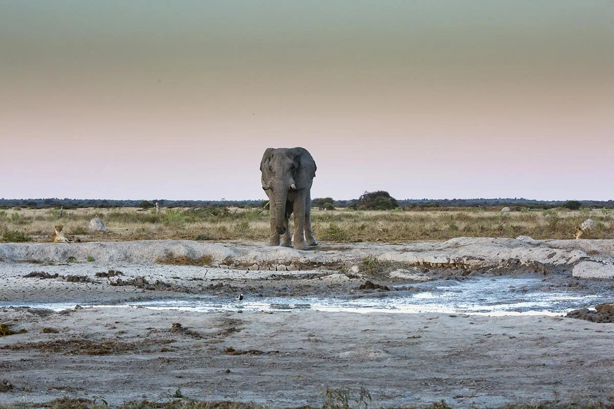 Elefant im Nxai-Pan Nationalpark.