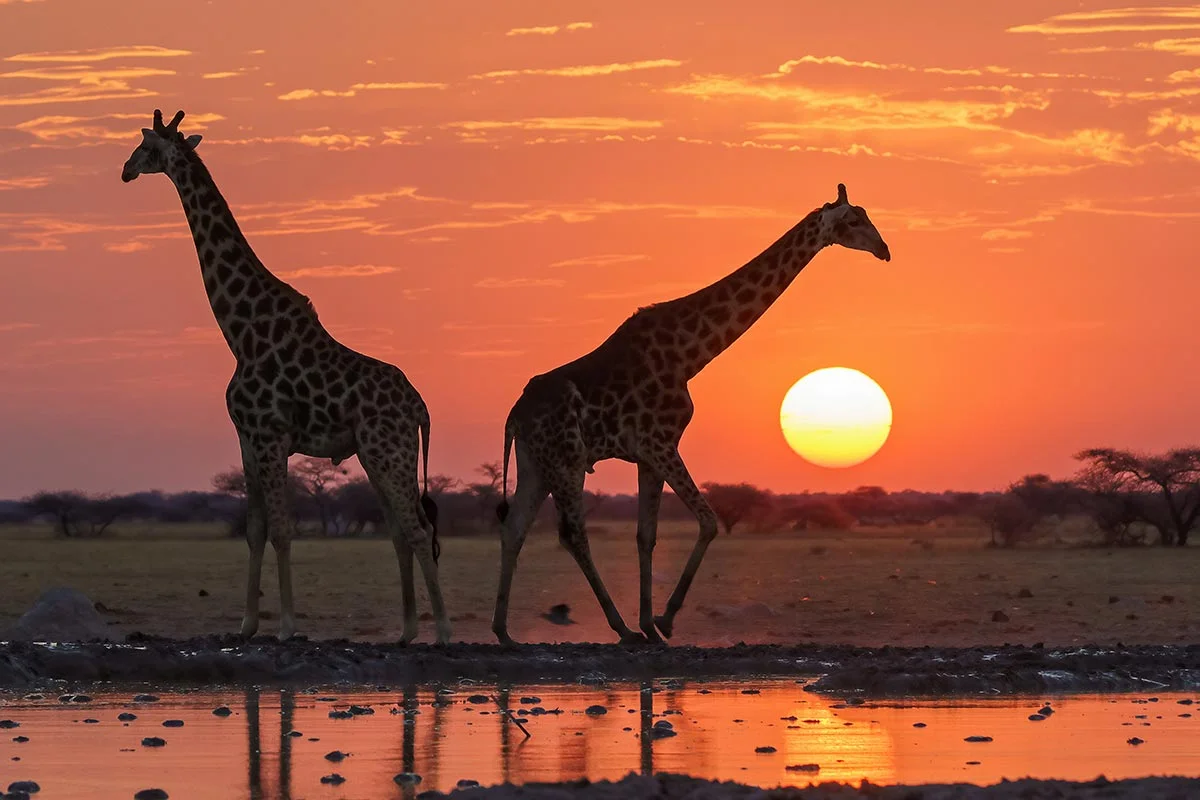 Giraffen im Sonnenuntergang im Nxai-Pan Nationalpark.