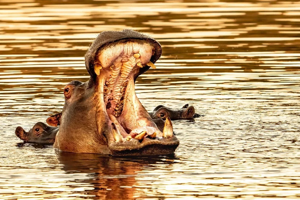 Flusspferd im Okavango Delta.