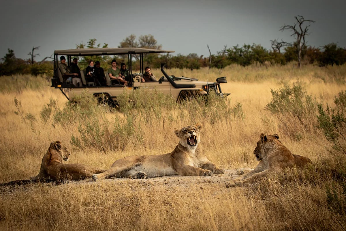 Gruppe von Löwen im Okavango Delta.