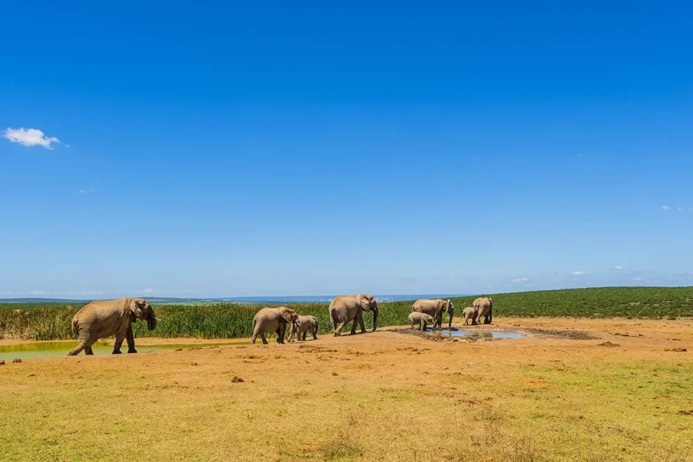 Elefanten in der trockenen Landschaft im Addo Elephant Nationalpark.