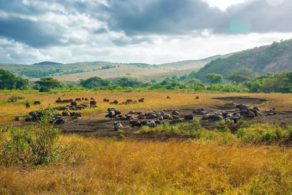 Panorama mit Büffeln im Hluhluwe iMfolozi Nationalpark.