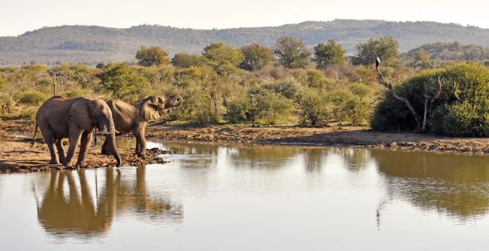 Elefanten am Wasserloch im Madikwe Game Reserve.